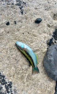 Ornate Wrasse