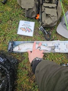 Rainbow Trout