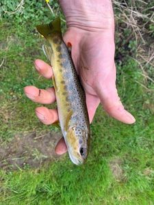 Brown Trout