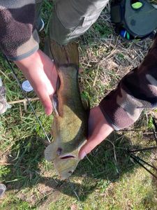 Tench