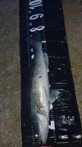 Zander