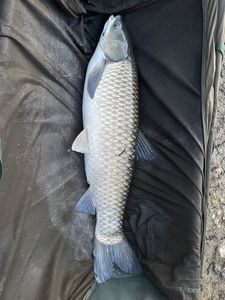 Grass Carp