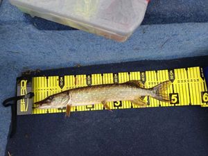 Northern Pike