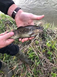 Brown Trout