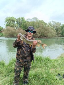 Northern Pike