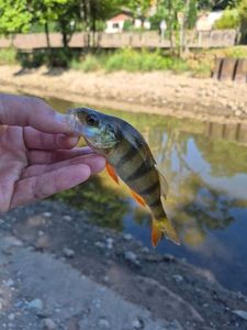 European Perch