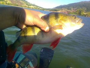 European Perch