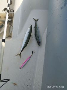 Mackerel