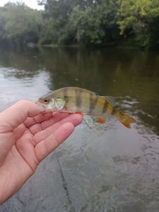 European Perch