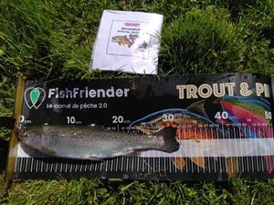 Rainbow Trout