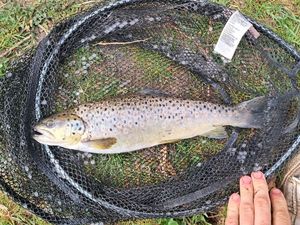 Rainbow Trout