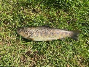 Brown Trout
