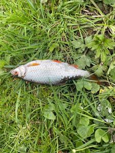Roach