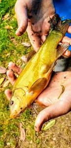 Tench
