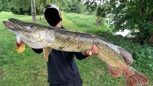 Northern Pike