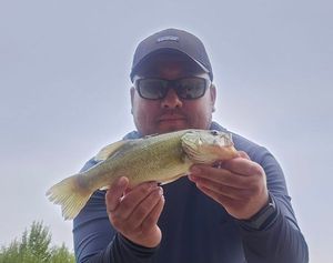 Largemouth Bass