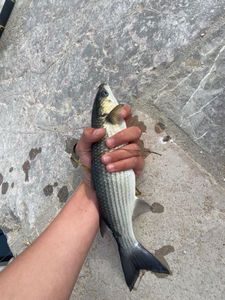 Thicklip Grey Mullet