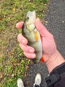 European Perch