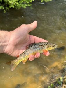 Brown Trout