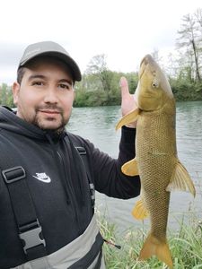 Barbel