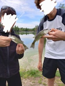 Largemouth Bass