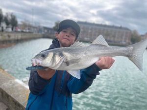 European Bass (Seabass)