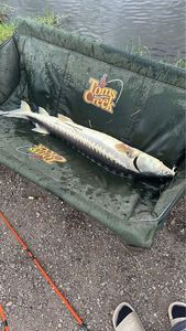 Sturgeon