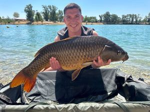 Common Carp