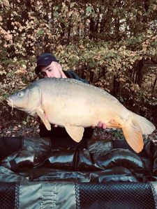 Mirror Carp