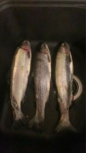 Rainbow Trout