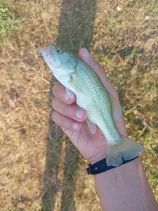 Largemouth Bass