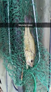 Largemouth Bass