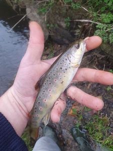 Brown Trout