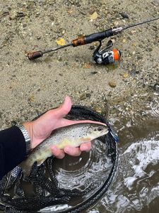 Brown Trout