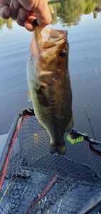 Largemouth Bass