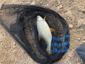 Roach