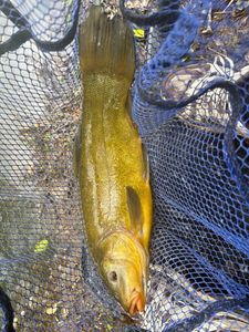 Tench
