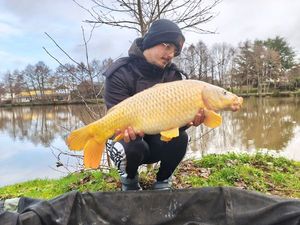 Common Carp