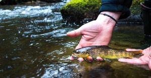 Brown Trout
