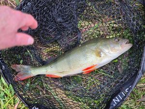 European Perch