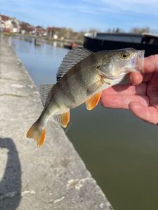 European Perch