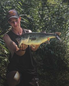 Largemouth Bass