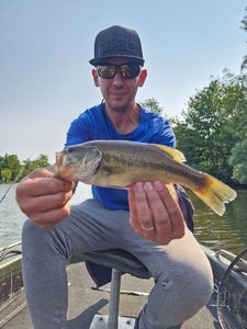 Largemouth Bass