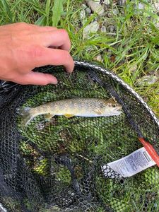 Brown Trout