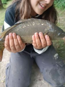 Mirror Carp