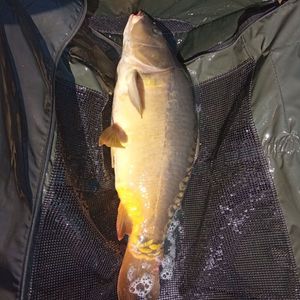 Mirror Carp
