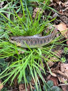 Brown Trout
