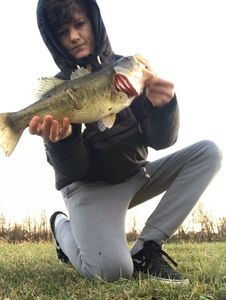 Largemouth Bass