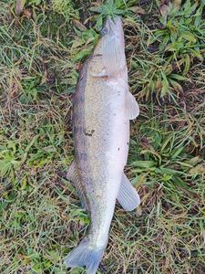 Zander