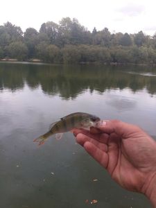 European Perch